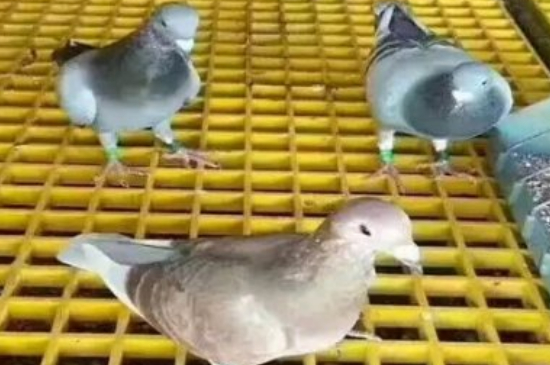 鸽子下蛋前的征兆
