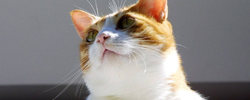 猫眼球上有透明丝状物