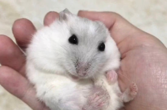 金丝熊怀孕症状