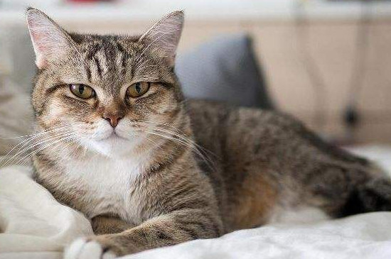雀猫和狸花猫的区别