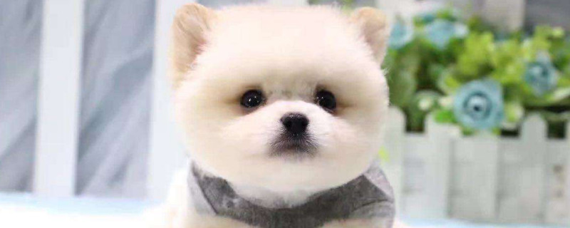 茶杯犬背后的血腥