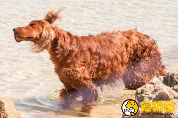 爱尔兰雪达犬凶不凶，待人友善但有时候会很淘气