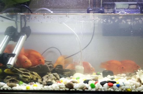 鱼缸水面有一层白色漂浮物怎么办