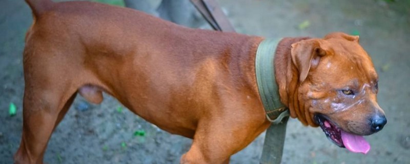 比特犬怎样养不凶