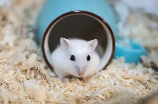 仓鼠的生活方式和特点