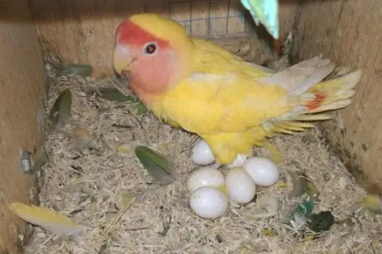 牡丹鹦鹉初次下蛋要注意