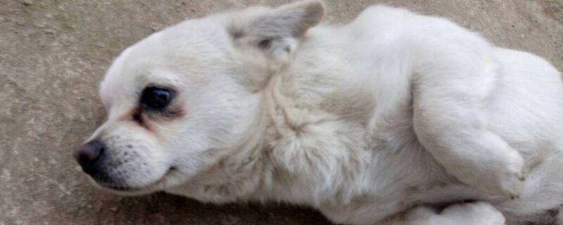 狗狗为什么会吐