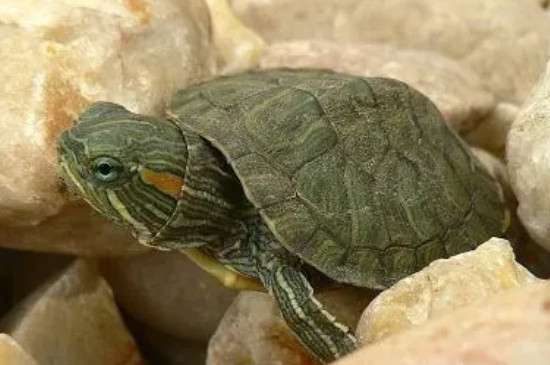 乌龟在水里会淹死吗