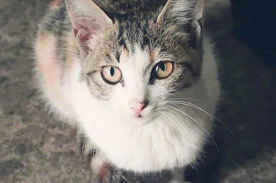 猫肛门腺多久挤一次