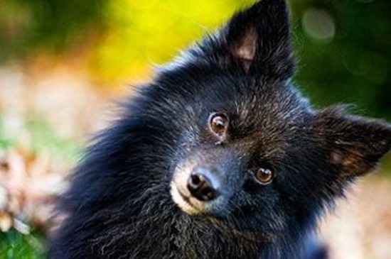 家养中型犬排行榜，这6种狗狗聪明可靠很适合家庭饲养