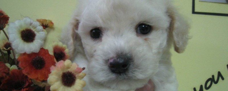 比熊犬的优点和缺点