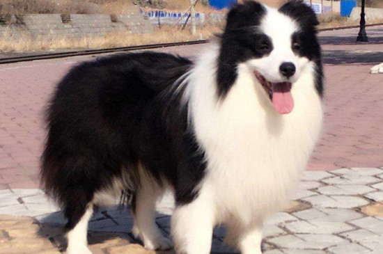 边牧被打后咬主人