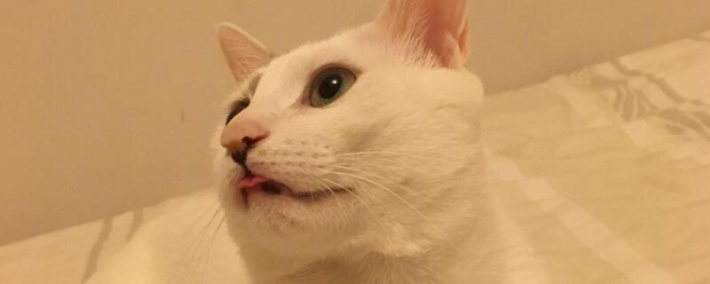 猫轻轻咬人是什么意思，猫咪轻咬主人的原因