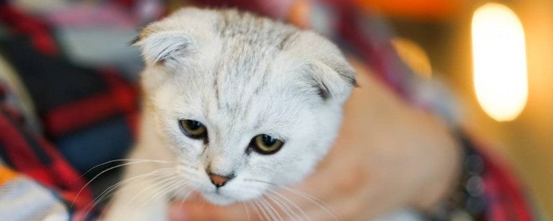 猫可以吃人吃的东西吗