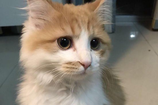 养猫好还是养狗好，养狗要比养猫累一些
