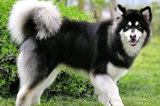 阿拉斯加雪橇犬好养吗