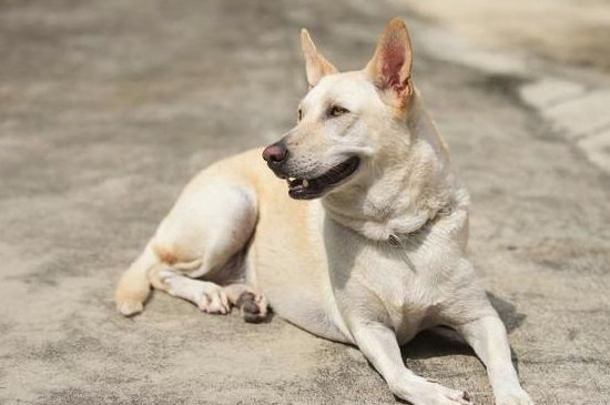 狗狗怀孕多久能看出来