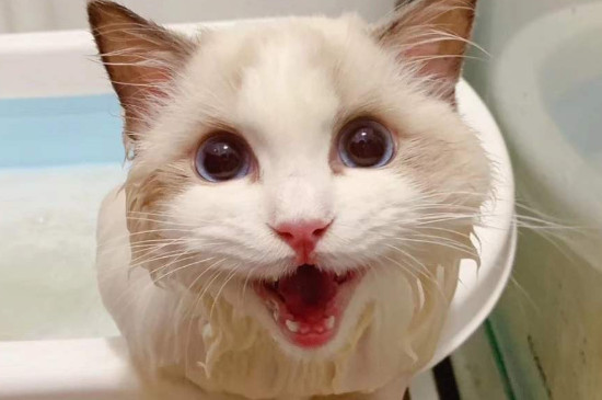 猫咪体内驱虫多久一次