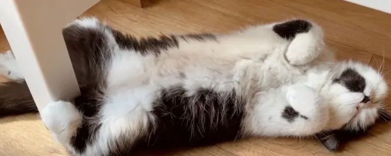 猫咪对主人踩奶是什么意思