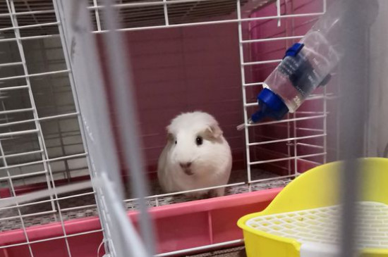 荷兰猪兴奋的表现是什么