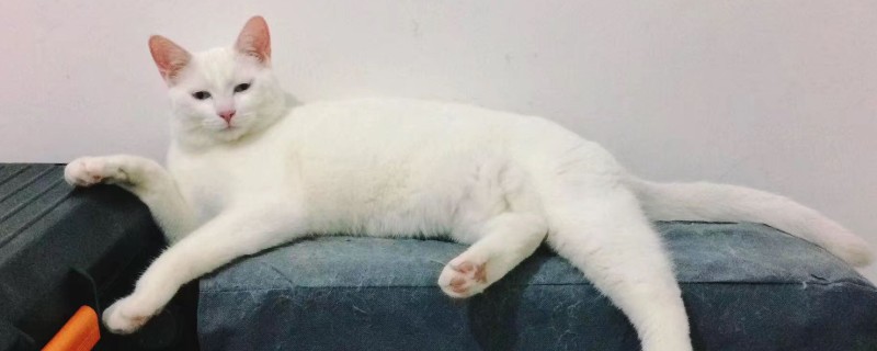 猫品相随爸爸还是妈妈