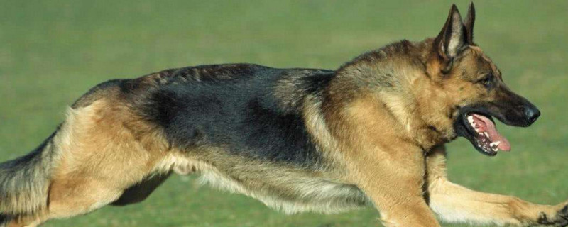 护主犬排名