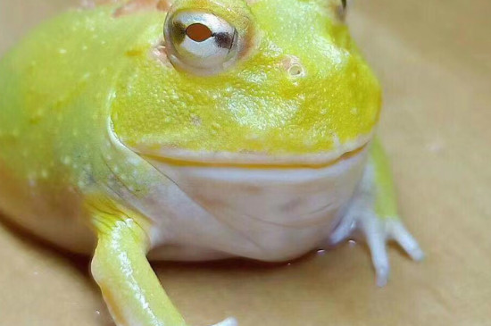 金蟾怎么养