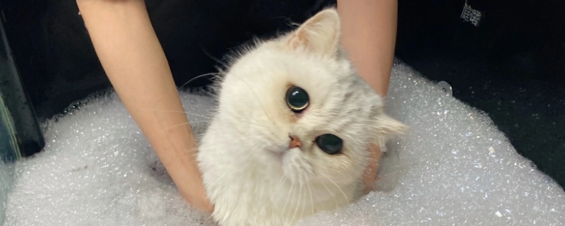 猫要洗澡吗?多少时间洗一次