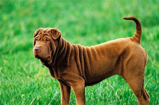 狗多大算成犬
