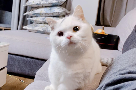 猫咪摇尾巴是什么意思