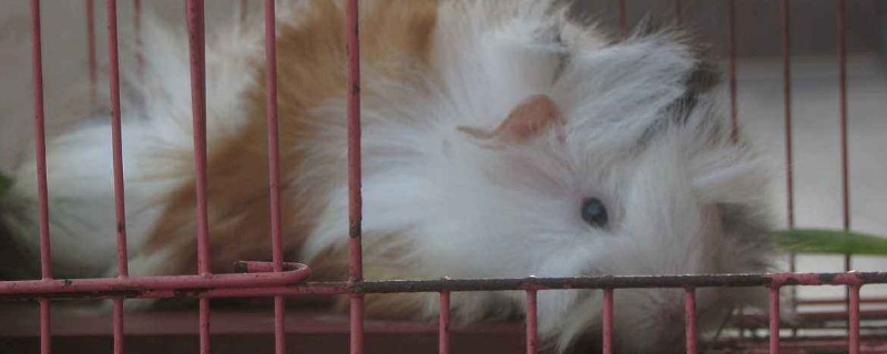 荷兰猪呼吸急促怎么办
