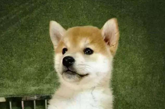 柴犬各月龄体重标准
