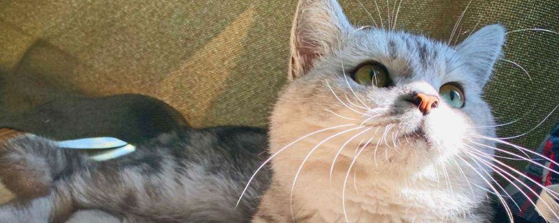 猫体温40度是发烧吗