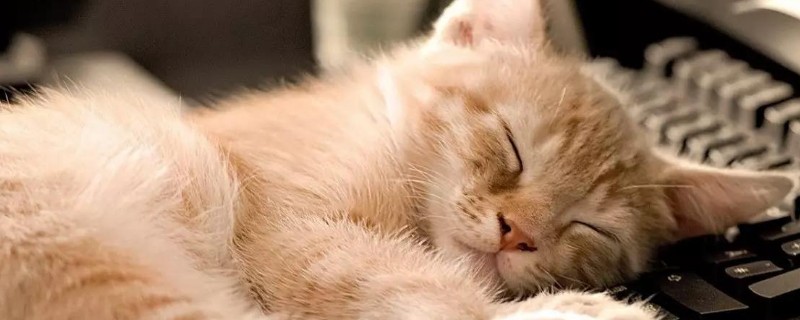 猫咪死了主人不能哭