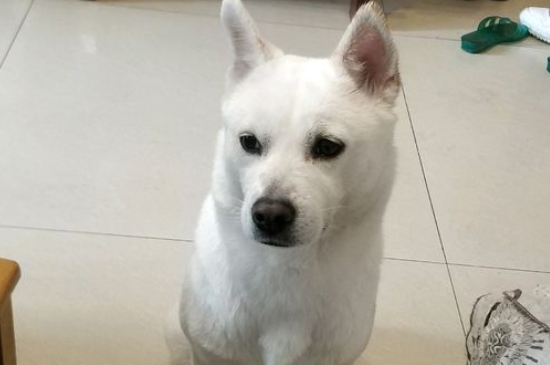 给小狗做房子用什么材料