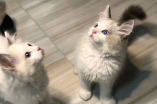 猫咪爬到人身上预示