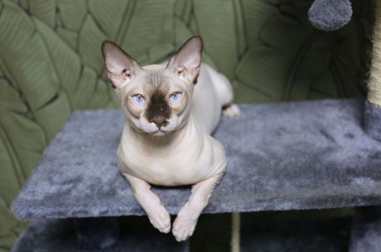 世界上血统最高贵的猫，世界十大贵族猫排名