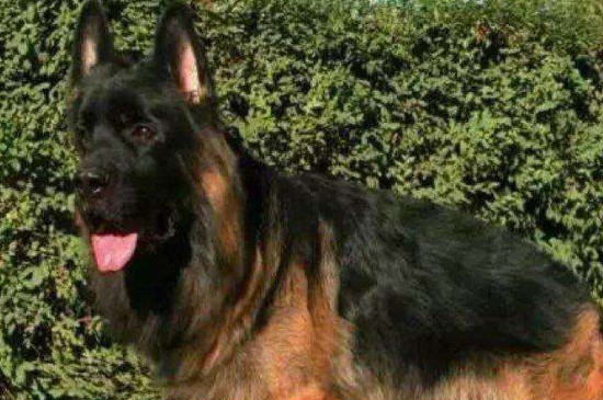 德国牧羊犬怎么看纯不纯