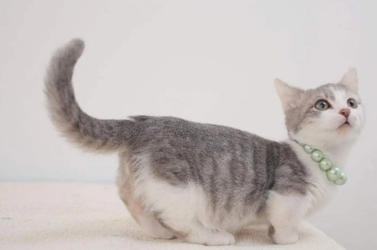 猫摇尾巴是什么意思