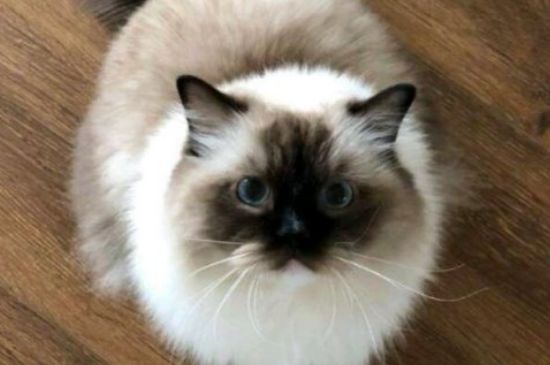 猫可以用人的沐浴露吗