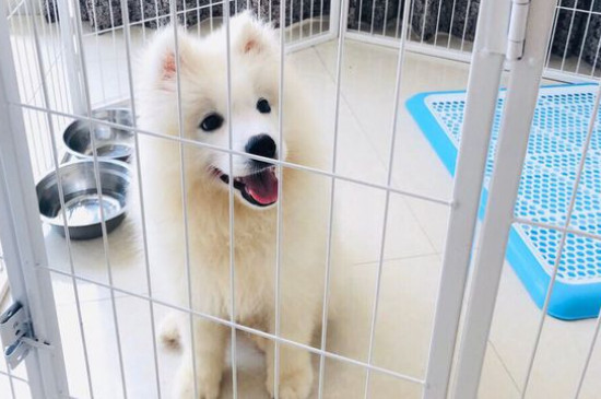 萨摩耶价格多少钱一只，幼犬价格一般在1200-8800元