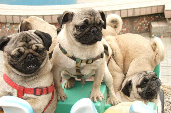 巴哥犬掉毛严重怎么办，怎么让巴哥犬不掉毛