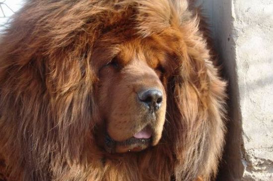 大型犬有哪些品种