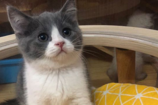 猫咪软便怎么办