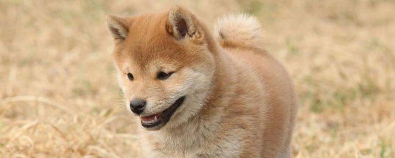 柴犬是真笑吗