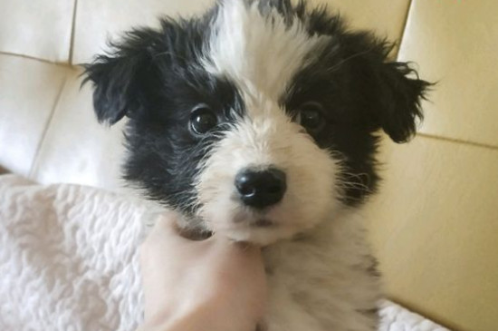 狗为什么打嗝