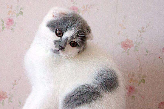 蓝白折耳猫真不能养吗