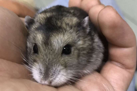 仓鼠跑轮多大合适