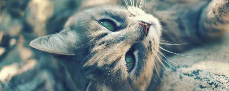 猫瘟自己在家治疗方法