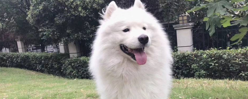 萨摩耶犬怎么看纯不纯，萨摩耶幼犬如何分辨是否纯种